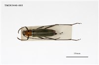 藏品(胸紋刺鬚虎天牛)的圖片